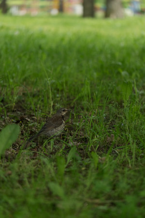 Wood bird Fieldfare on a spring lawn collecting foodの写真素材