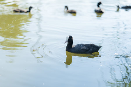 Closeup of Coot family swimming in pond waterの写真素材
