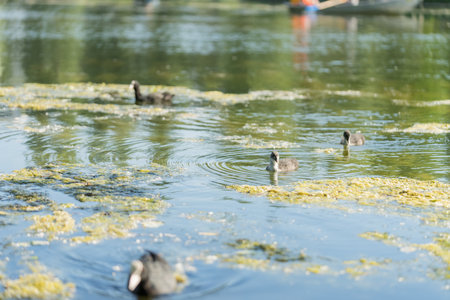 Closeup of Coot family swimming in pond waterの写真素材