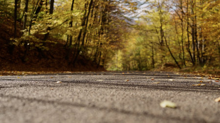 Slow motion handheld shot of autumn forest roadの写真素材
