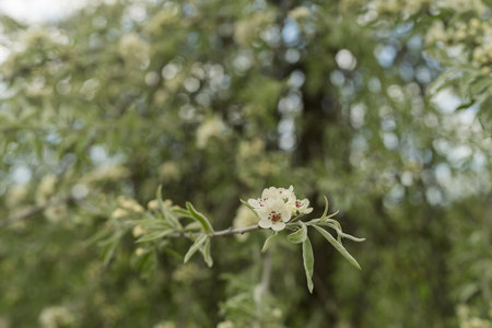 Willow leaf pear blossom in spring