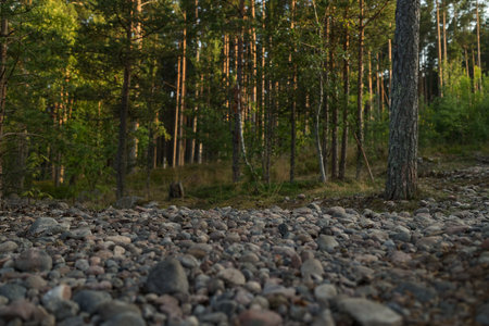 Summer pine forest on a warm day with lots of greenery and bilberriesの写真素材