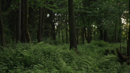driving plate side view of mixed forest in summer smooth rideの写真素材
