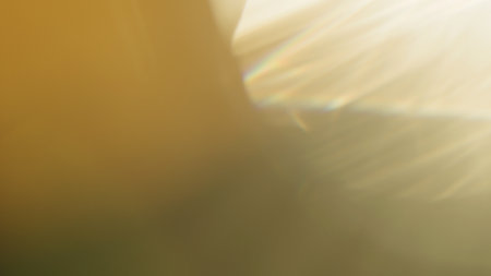 Real lens flare with strong sun backlight and light leaks