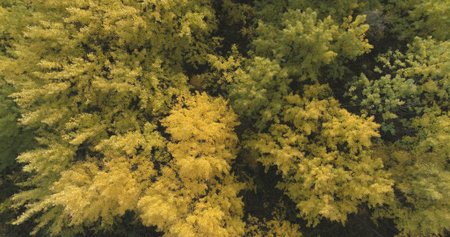 Aerial fly over yellow autumn forest on a cloudy dayの写真素材