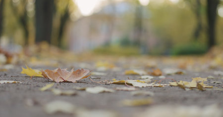 Low angle shot of fallen autumn leaves in city in the morning with moving cars on background
