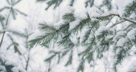 snow covered pine branches on a winter day