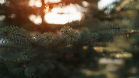 blue spruce in spring sunset lightの写真素材
