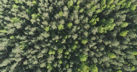 Aerial top view rotate flight over mixed forest on a sunny summer day