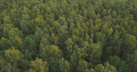 Aerial flying over summer forest on a cloudy day