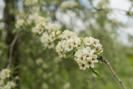 Willow leaf pear blossom in springの写真素材