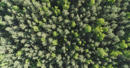 Aerial top view forward flight over mixed forest on a sunny summer dayの写真素材