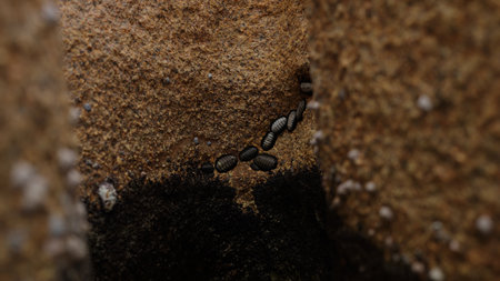 Chitons on a rock closeup