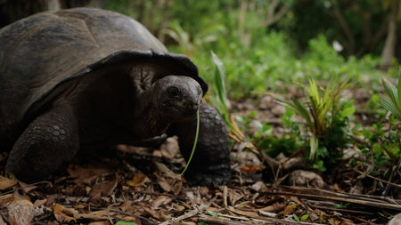 giant turtle eat green leavesの写真素材