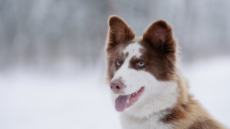 Closeup portrait of siberian laika in ginger color in winterの写真素材