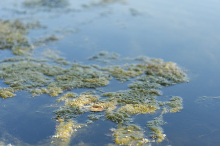 Green algae on a surface of a pond on a summer day