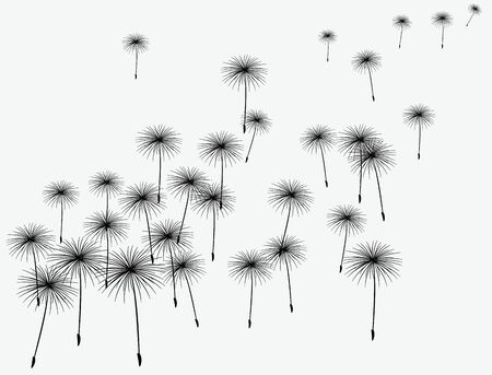 fluffy dandelion vector background. black on grayのイラスト素材