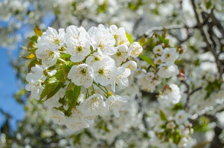 Cheery flowers on spring dayの写真素材