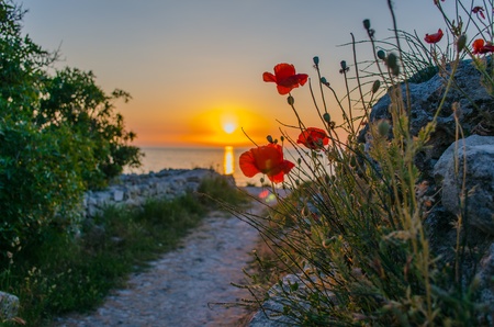 Poppies at sunset  Sunset, Sevastopol,Crimea