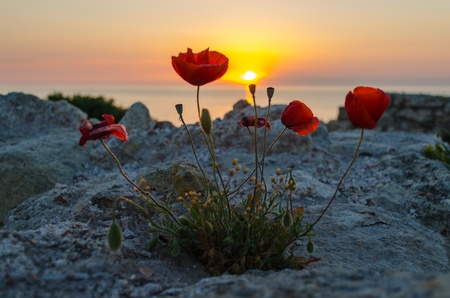 Poppies at sunset  Sunset, Sevastopol,Crimea