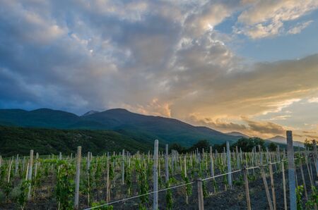 Panorama of vineyards on the sunset  Crimea , Alushta