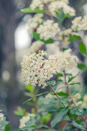 Cheery blossom flowers on spring day. Beauty flowers.の写真素材