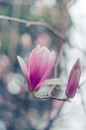 Magnolia flowers in Yalta. Pink magnolia flowers.の写真素材