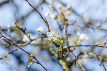 Cheery blossom flowers on spring day. Beauty flowers.の写真素材