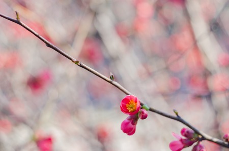 Blossom tree over nature background. Spring flowers.Spring Backgroundの写真素材