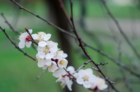 White tree flowers in spring. Spring flowers.の写真素材