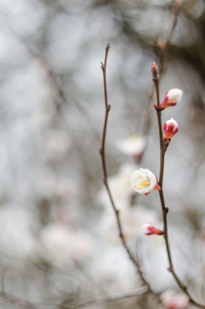 White tree flowers in spring. Spring flowers.の写真素材
