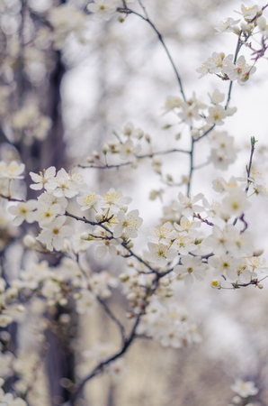 White tree flowers in spring. Spring flowers.の写真素材