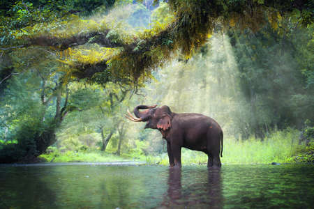 Wild elephant in the beautiful forest at Kanchanaburi province in Thailand, (with clipping path)の写真素材