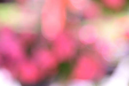 Background bokeh with colourful. By deliberately shooting flowers out of focusの写真素材