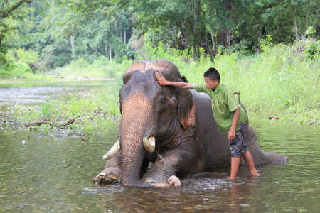 Mahout young boy and elephant in the forest at Kanchanaburi province in Thailand on May 24, 2015 :Thailand have several elephant camps  and special training mahout courses.のeditorial素材