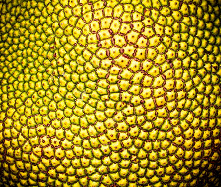 Background, texture, pattern, peel the jackfruit,fruit from Thailand