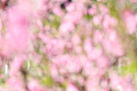 Bokeh background image of wild Himalayan Cherry , Sakura , Cherry Blossoms grows in the mountains and creates fabulous pink blossoms each winter at Northern Thailandの写真素材