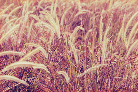 Abstract bokeh background of flowers grassの写真素材