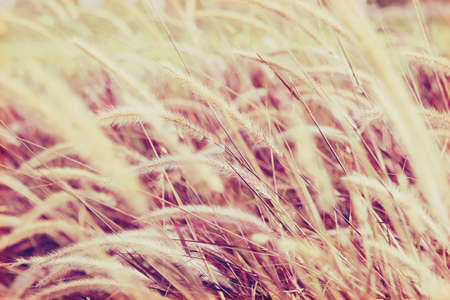 Abstract bokeh background of flowers grassの写真素材