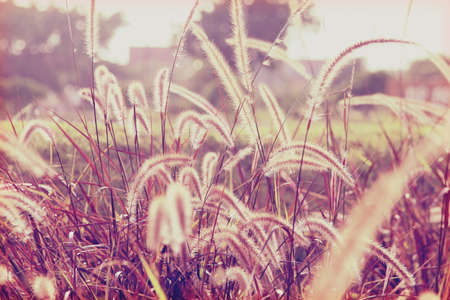 Abstract bokeh background of flowers grass