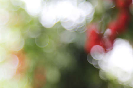 Natural outdoors bokeh background with  bright and beautifulの写真素材