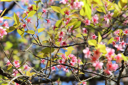Bokeh background image of wild Himalayan Cherry , Sakura , Cherry Blossoms grows in the mountains and creates fabulous pink blossoms each winter at Northern Thailand on blue sky  background.の写真素材