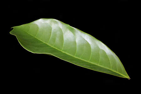 Green mango leaf isolated on black background