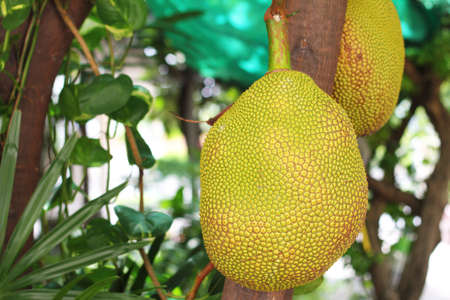Jackfruit on tree. Fruit from Thailand
