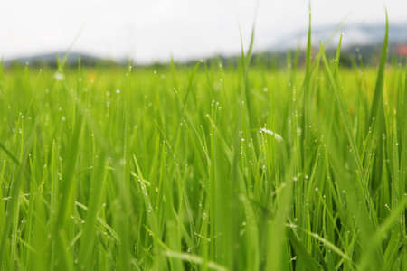 Abstract bokeh background of green rice in paddy fieldの写真素材