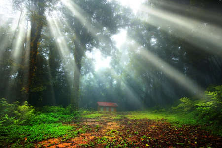 Scenery, warm in the forest with the sun rays and refreshing beautiful of fog and trees.の写真素材