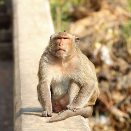 Monkey sit on his way up Tham Khao Luang at Petchaburi in Thailand.の写真素材