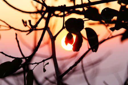 Abstract background image from during time the sunrise with branches foreground out of focusの写真素材