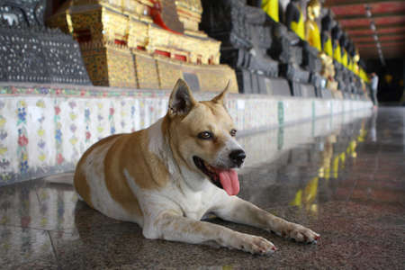The dog at Wat Suthat Thepwararam in Bangkokの写真素材