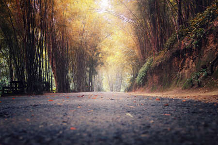 Abstract background of route and journey amidst the big tree and beautiful natureの写真素材